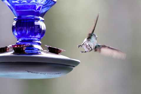 time lapse photography of hummingbird flying